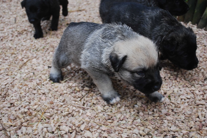 du Val d'Athanor - Bouvier des Ardennes - Portée née le 15/12/2011